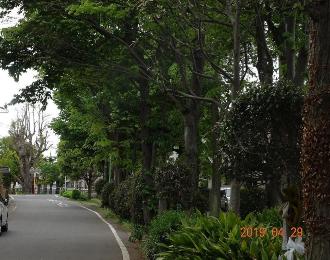 緑色の木々が植えられているマラソン道路の写真