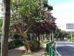ハミングロード脇に咲くさるすべりの木の写真