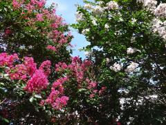 隣り合う木が寄り添うように咲くピンク色と白色のさるすべりの花の写真