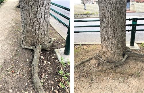 （左）木の根っこが伸びている様子の写真、（右）木の根っこが伸び、クスノキの樹木をおさえているような写真