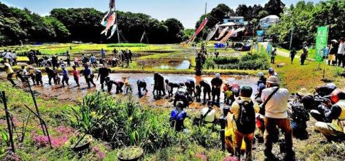 鯉のぼりがはためくほたる野の畑の中で1列に並び田植えをしている所を周りで写真を撮ったり、見物をしている写真