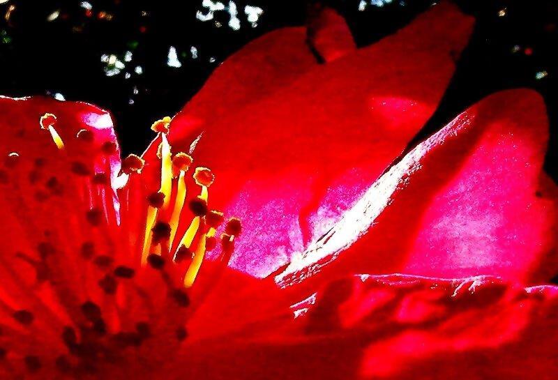 真っ赤な色の花びらを持つ花