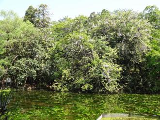 池の奥に藤の大木があり、水面に緑の木々が映し出されている写真