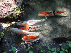 赤や、白、まだらの鯉が水の中を泳いでいる所上から写した写真
