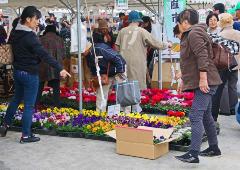 赤、ピンク、紫、黄色など様々な種類の花の苗が売られている直売所に立ち寄る来場者の写真