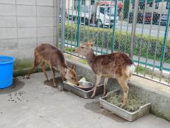 餌箱に入った餌を食べている袖ケ浦西小学校の2匹のシカの写真