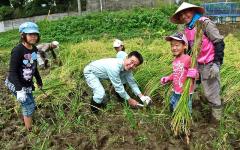 子供達と一緒に腰をおとして稲を収穫している宮本市長の笑顔の写真