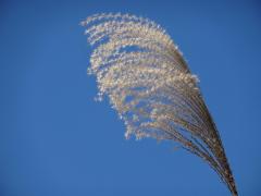 青空の中、綿毛が風になびいているススキをアップで写した写真