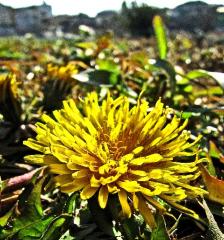 草むらの中に黄色の花を咲かせるタンポポの写真