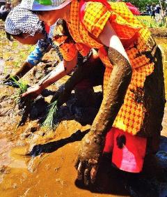 手が泥だらけになりながら稲を植えている参加者の写真