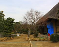 建物の壁にブルーシートが掛けられている、立ち入り禁止の旧鴇田家住宅と庭の写真