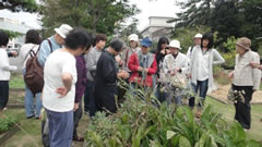 東邦大学の薬草の周りに参加者が集まっている見学会の写真