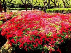 園内に真紅に咲き誇っているツツジの写真