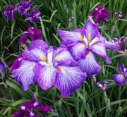綺麗な紫色の花菖蒲の花をアップで撮影した写真