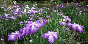 公園内に鮮やかな紫色の花菖蒲が咲き誇っている写真