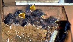 巣の中で黄色いくちばしを開けて餌を待つ雛と、ひなに餌をやる燕の写真