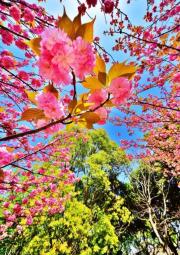 ピンク色の八重桜と新緑を下から撮影した写真