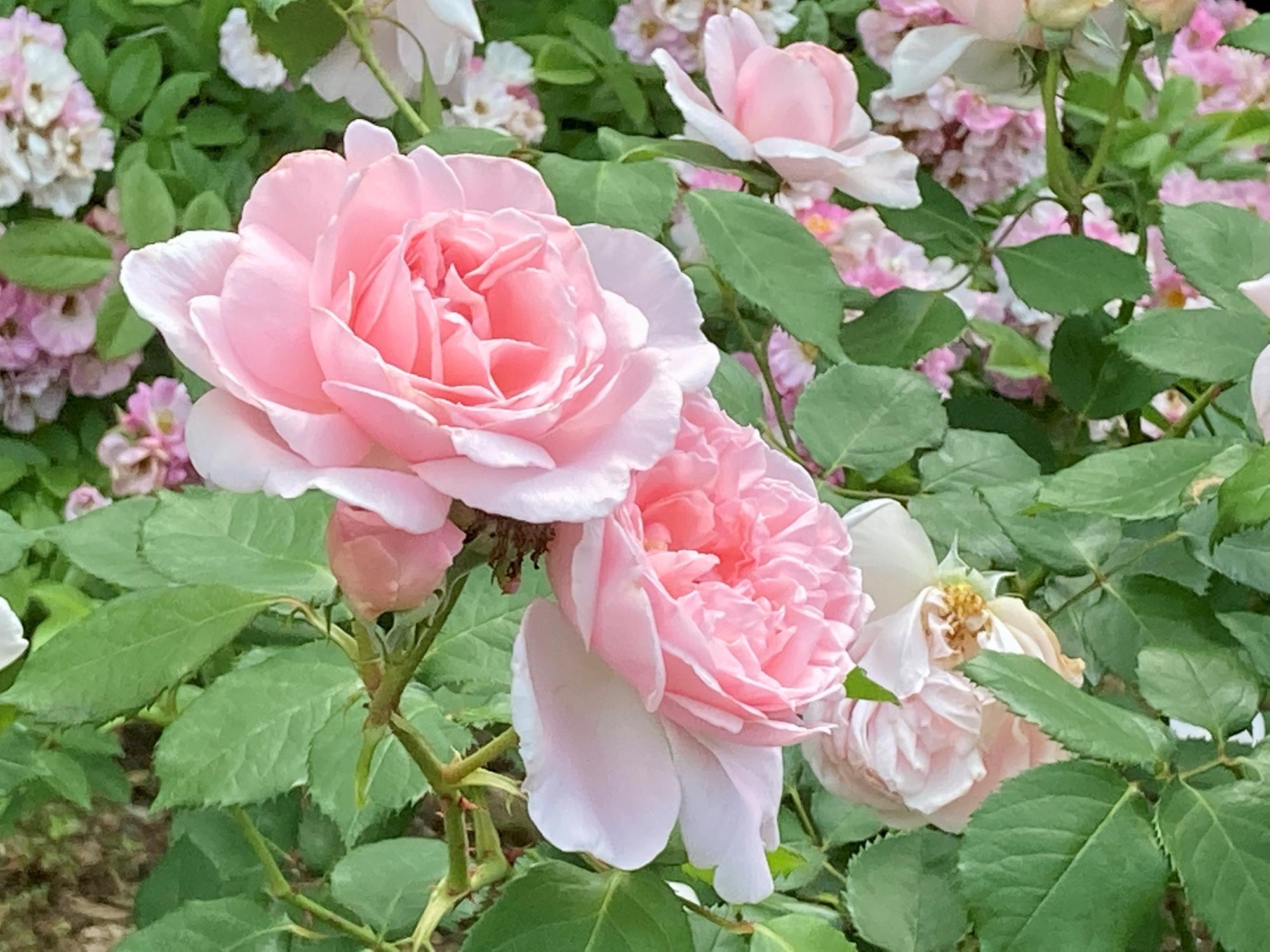 谷津バラ園に咲くピンクのバラ