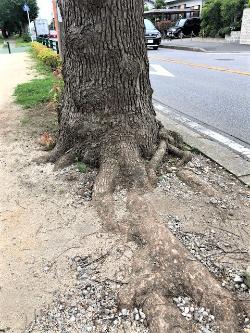 太い木の根が地面から浮き出し広がっている様子の写真