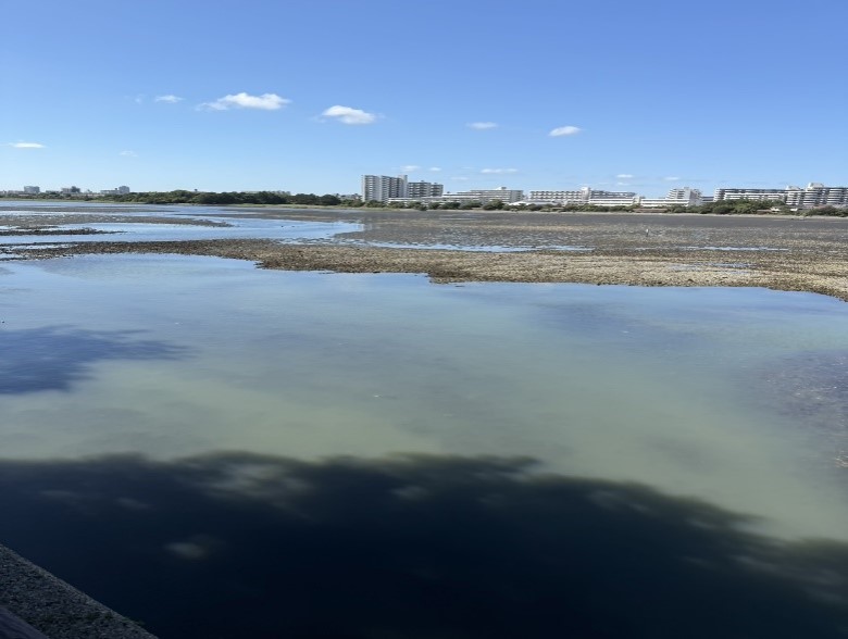 水面が青白く濁って見える青潮発生時の谷津干潟の写真