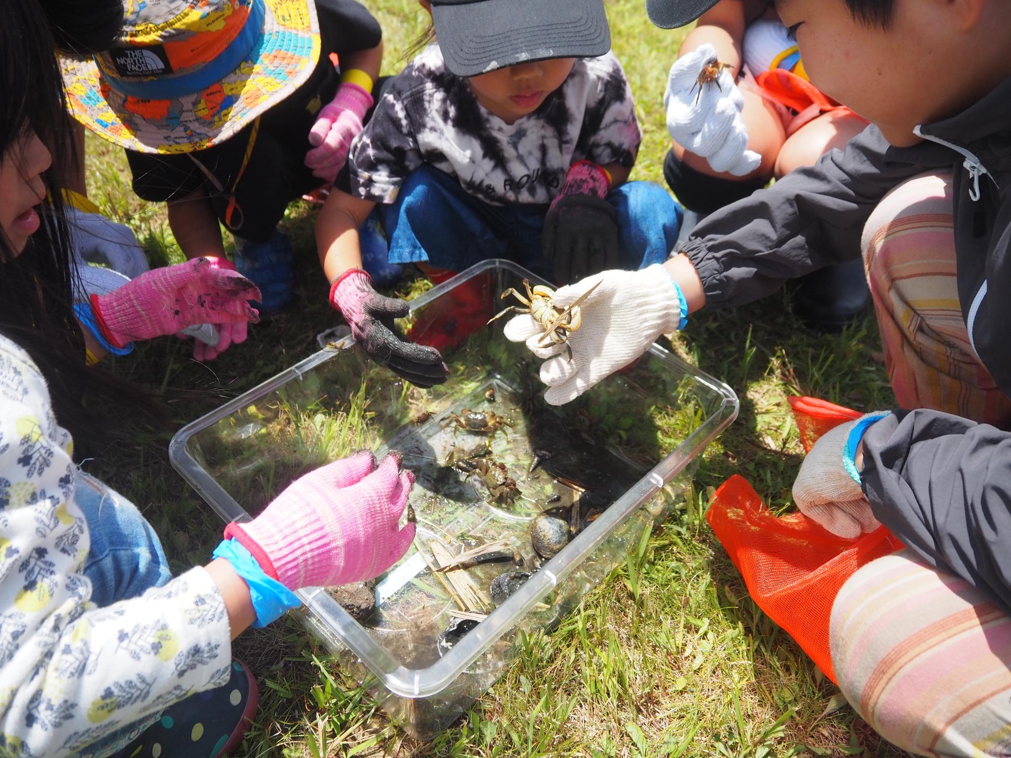 干潟の生き物とのふれあい