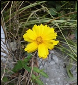 草むらに咲いている黄色い花びらのオオキンケイギクの写真