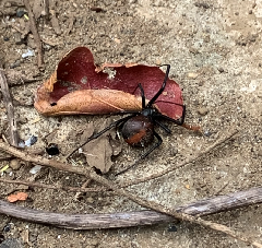 枯れ葉の横にいる全身が光沢のある黒色、細長い脚と腹部の背面の中央にオレンジ色の帯模様があるセアカゴケグモの写真