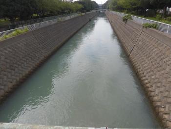 水面が青白く濁って見える青潮発生時の谷津川の写真