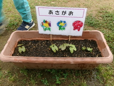 アサガオの双葉が出てきているプランターの写真