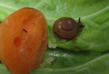 カタツムリの写真