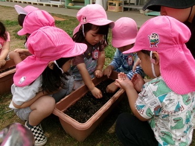 子どもたちがアサガオの種をまいている写真