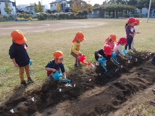 3歳児がチューリップに水やりをしている様子