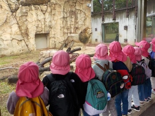 4歳児が動物園でライオンを見ている様子