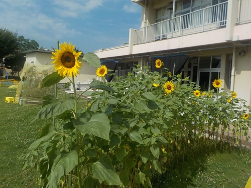 ひまわりロードに花が咲いている