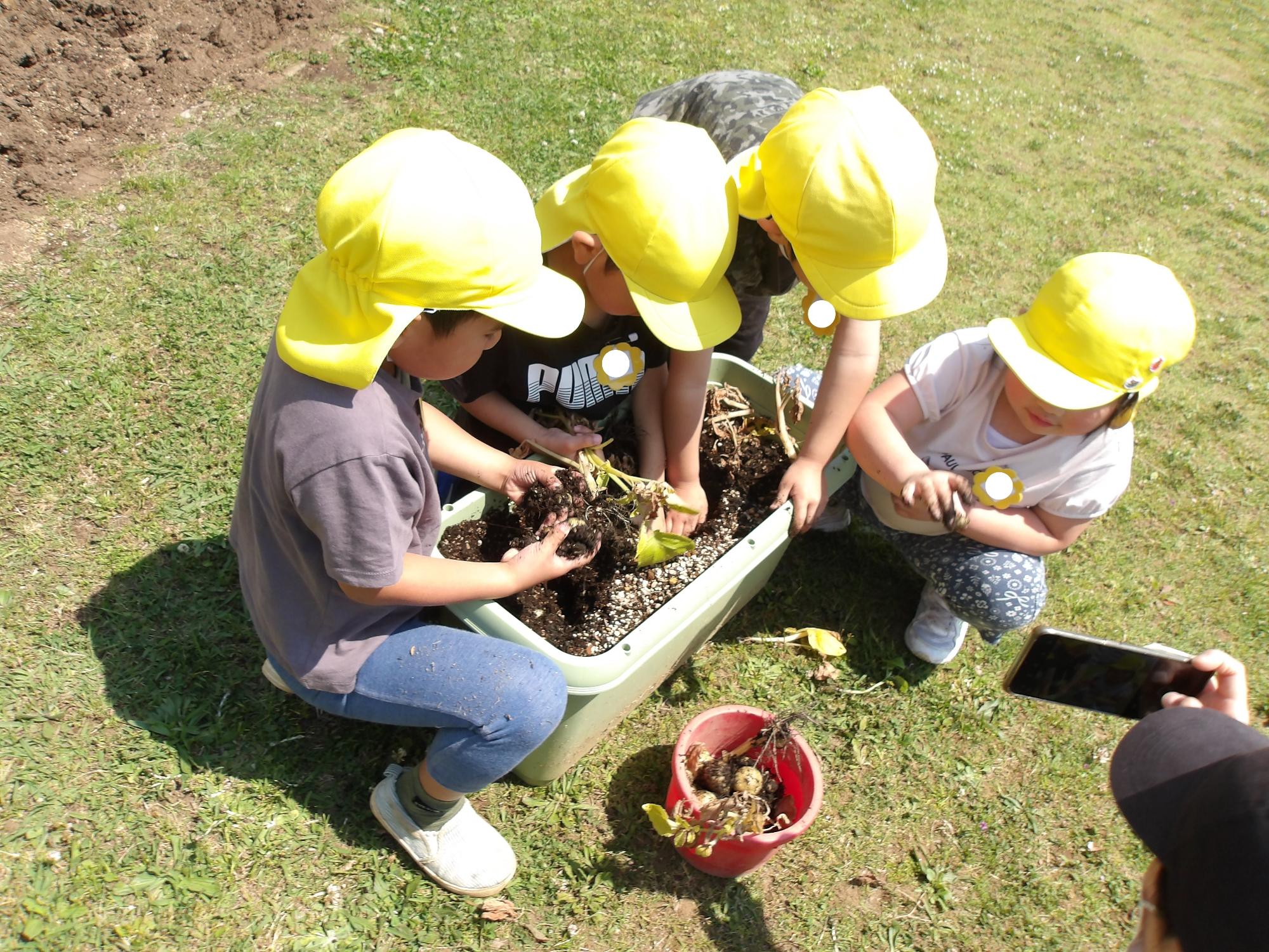 ジャガイモを掘る5歳児