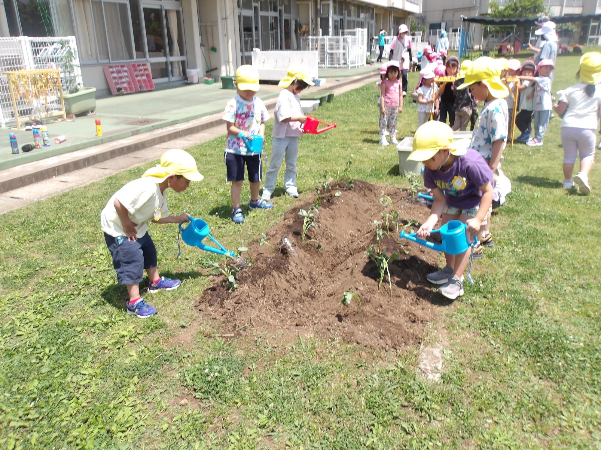 サツマイモの苗を植える5歳児