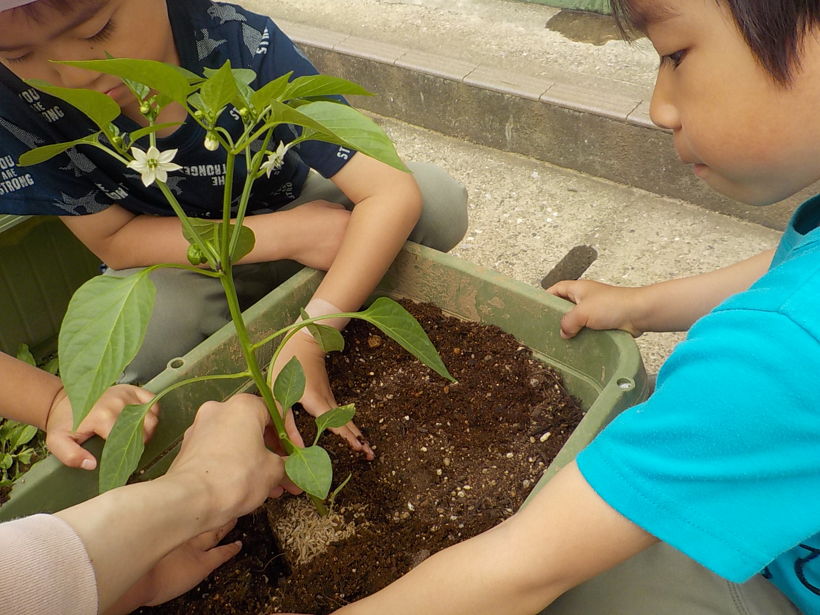 パプリカの苗を植える4歳児