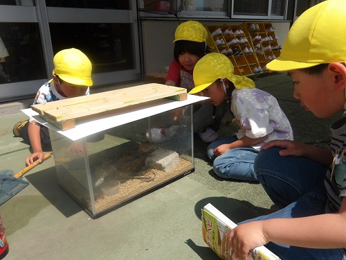 5歳児がカナヘビの飼育ケースを観察している様子