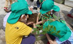 プランターに苗を植えている緑色の帽子を被った園児たちの写真