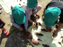採ったサツマイモを並べている緑色の帽子を被った3名の園児の写真