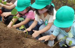 緑色の帽子を被った園児たちが、畑にサツマイモの苗を植えている写真