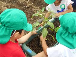 野菜の苗植え