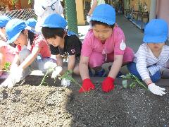 5歳児がサツマイモの苗を植えている様子