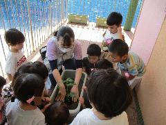 3歳児が保育者と一緒に野菜の苗を植えている様子