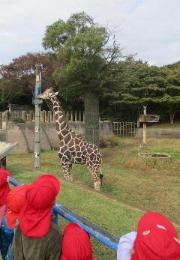 きりんを見ているところ