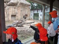 ライオンを見ているところ