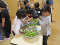 5歳児梅収穫の様子