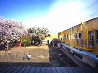 黄色い外壁の園舎の横の広々とした園庭に満開の桜が咲いている写真