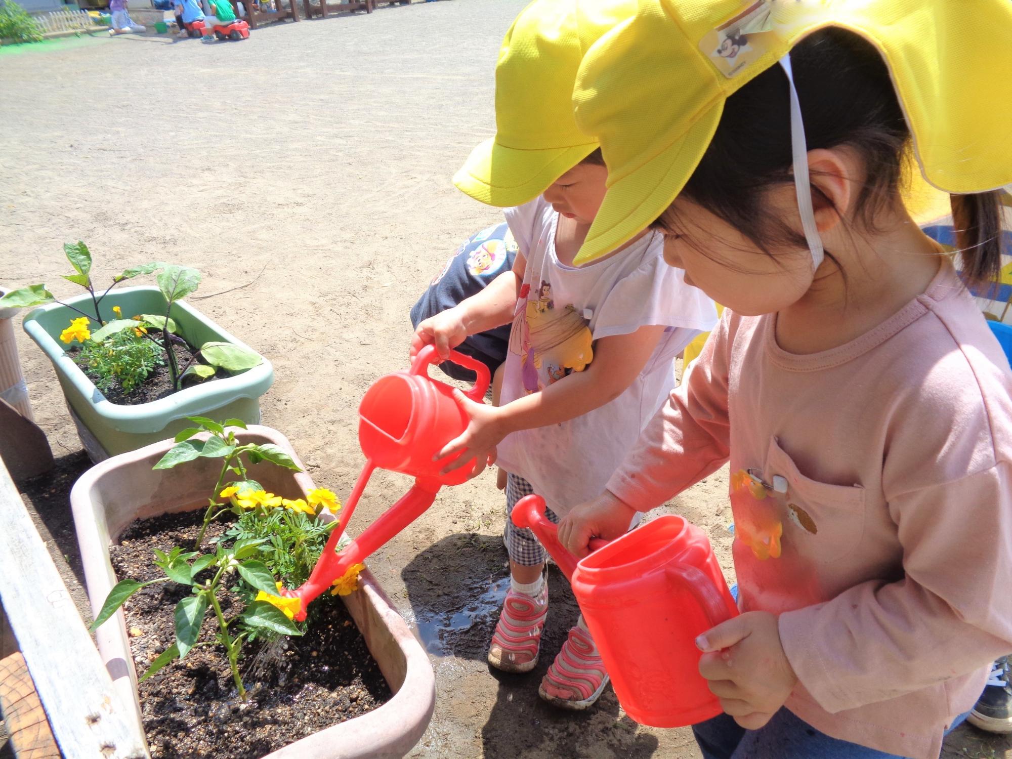 3歳児 水やり