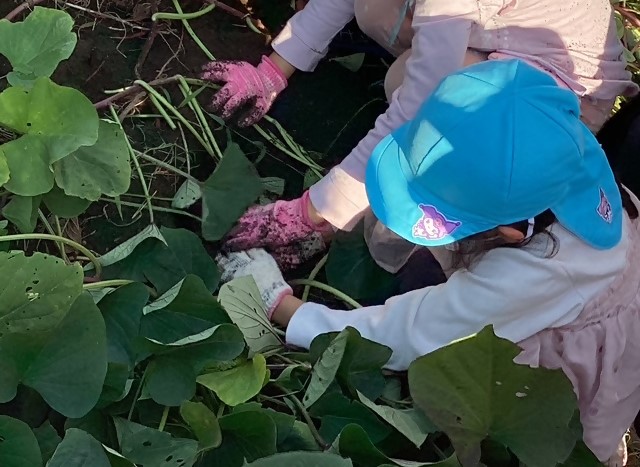 5歳児 芋掘り 土を掘ろう